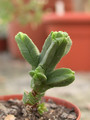 crassula pyramidalis 02