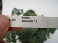 sedum sieboldii 686