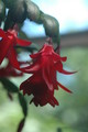 schlumbergera x buckleyi george g 11