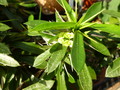 euphorbia mangelsdorffii x geroldii 1030412 bg