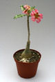 adenium cv siam rainbow 9082
