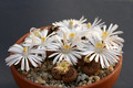 lithops hallii ochracea 5090 0182