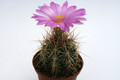 thelocactus bicolor pm21 57 9847