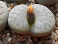 lithops pseudotruncatella dendritica pulmonucula c71 03