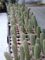 hoodia gordonii 08 