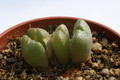 conophytum x marnierianum 2904