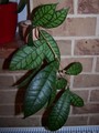 Hoya meretithii