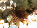 huernia stapelioides 03