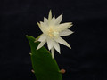 epiphyllum pumilum brxr212 02