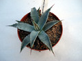 agave desertii simplex harcuvar 4858