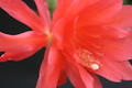 eh cecil cactus 5575 2356