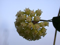 hoya meredithii 1105 01