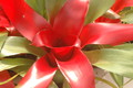 bromelien mini 1153