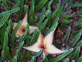 stapelia nobilis 01