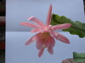 eh roseus superbus 8810 222