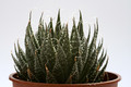 aloe aristata 8094