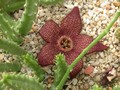 stapelia comparabilis tsumeb 01