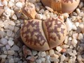 lithops dorotheae 01