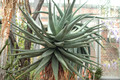 aloe ferox 3