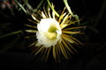 selenicereus coniflorus 1371