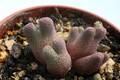 conophytum marginatum haramoepense 2875