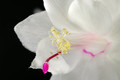 schlumbergera salvador brasil 003