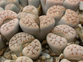 lithops karasmontana c223 03