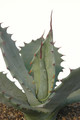 agave shrevei magna 8611