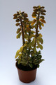 peperomia asperulata 8029