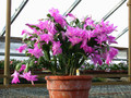 schlumbergera lady linda 07