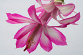 schlumbergera hatheron charm 6378
