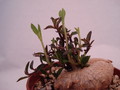 brachystelma tuberosum 170