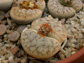 lithops gracilidelineata brandbergensis c383 02