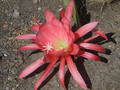 eh editha paetz 1013 0402