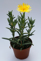 lampranthus cv gelbe Bluete 7773