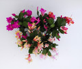 schlumbergera sorten 10006
