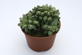 pachyphytum compactum cristatum 7964
