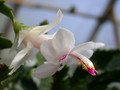 schlumbergera bridgeport 03