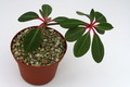 euphorbia bongolavensis 9360 sm