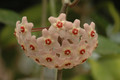hoya carnosa 02