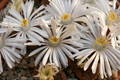 lithops hallii ochracea 5090 0183