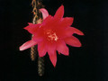 aporocactus susan