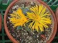 faucaria tuberculosa 03