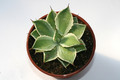 agave potatorum kissho kan 6604