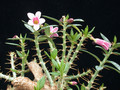 pachypodium bispinosum 08