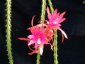 aporocactus templefire 01