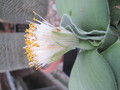 haemanthus albiflos 09