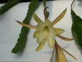eh maienglueck 414 63