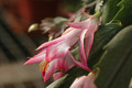 schlumbergera ruth day 8188