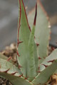 agave moranii sierra san pedro 8665